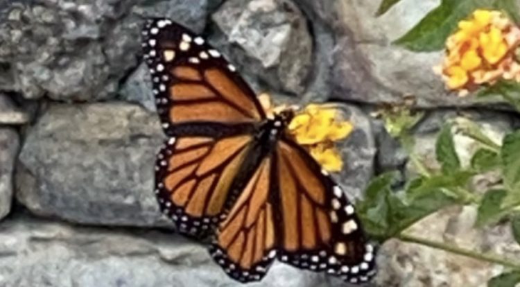 Monarchs migrate across metro Atlanta