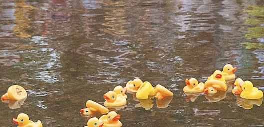 200-plus ducks? ‘Creek Rising’ must be upon us