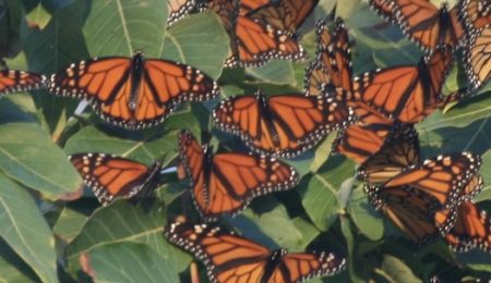 Monarchs slow-dance to Mexico as numbers dwindle