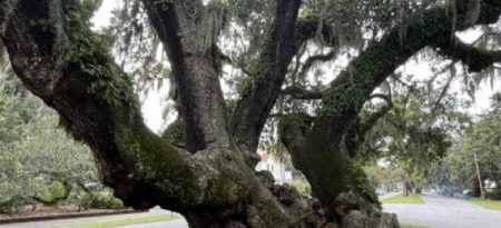 Climate change at center of new tree plan in Brunswick, Ga.