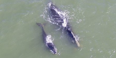 North Atlantic right whales face new peril as numbers stabilize