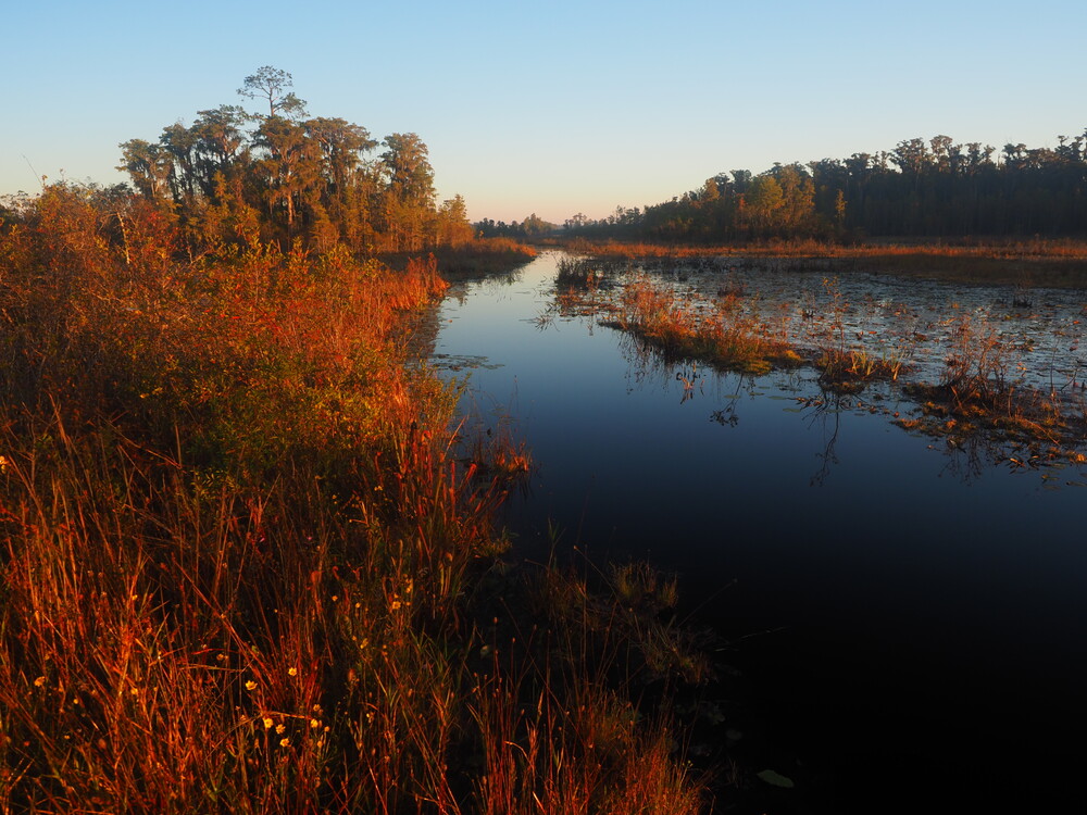 A 1791 account of Okefenokee Swamp, newly named World Heritage site