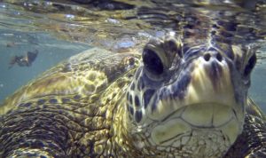 Florida busts alleged illegal fishing ring: 23,000 lbs of sea life